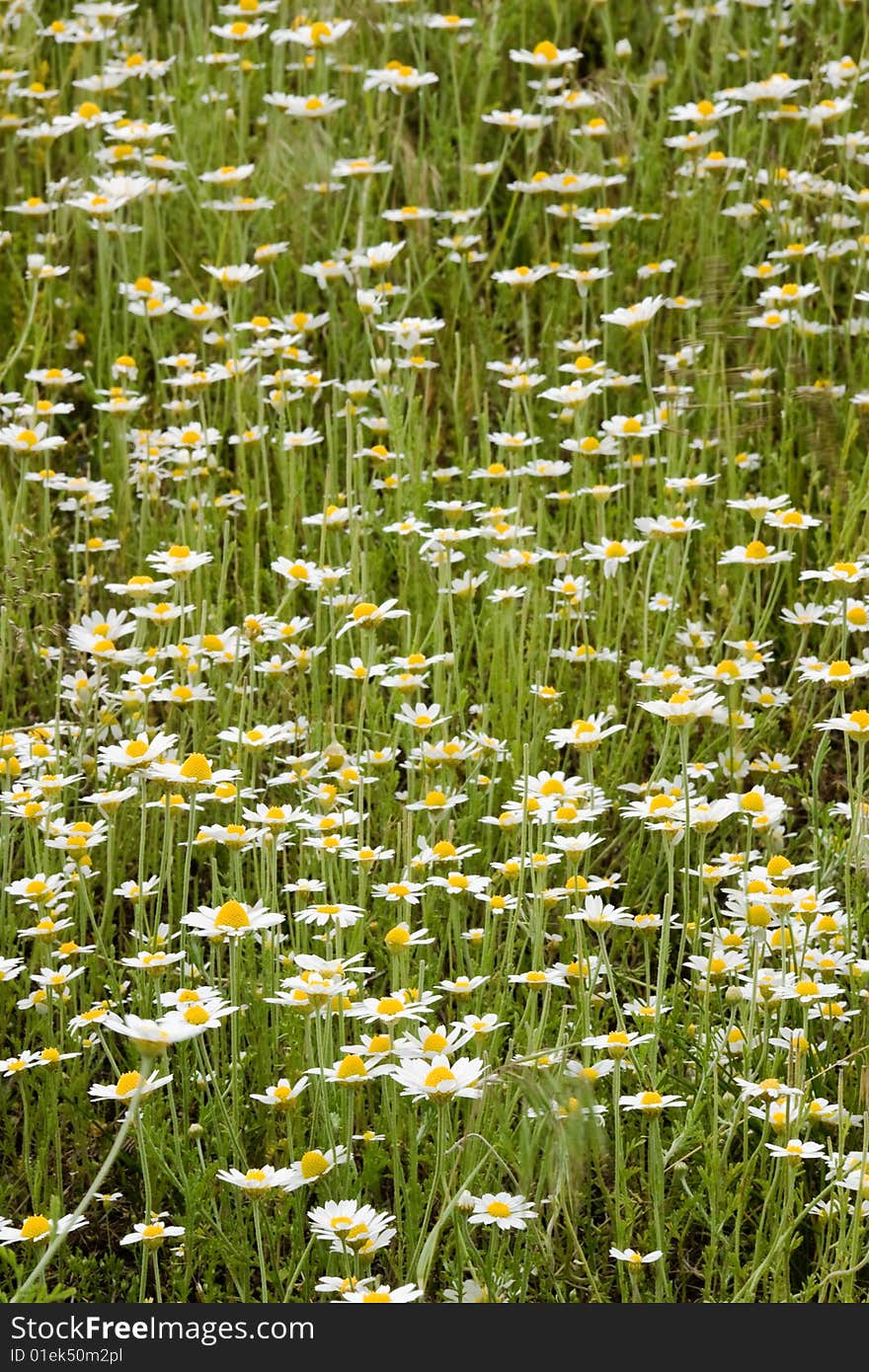 Field with daisywheel