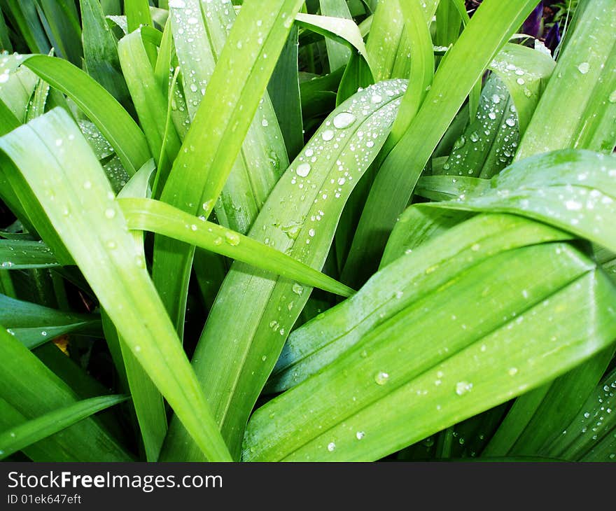 Leaves whith rain drops in spring