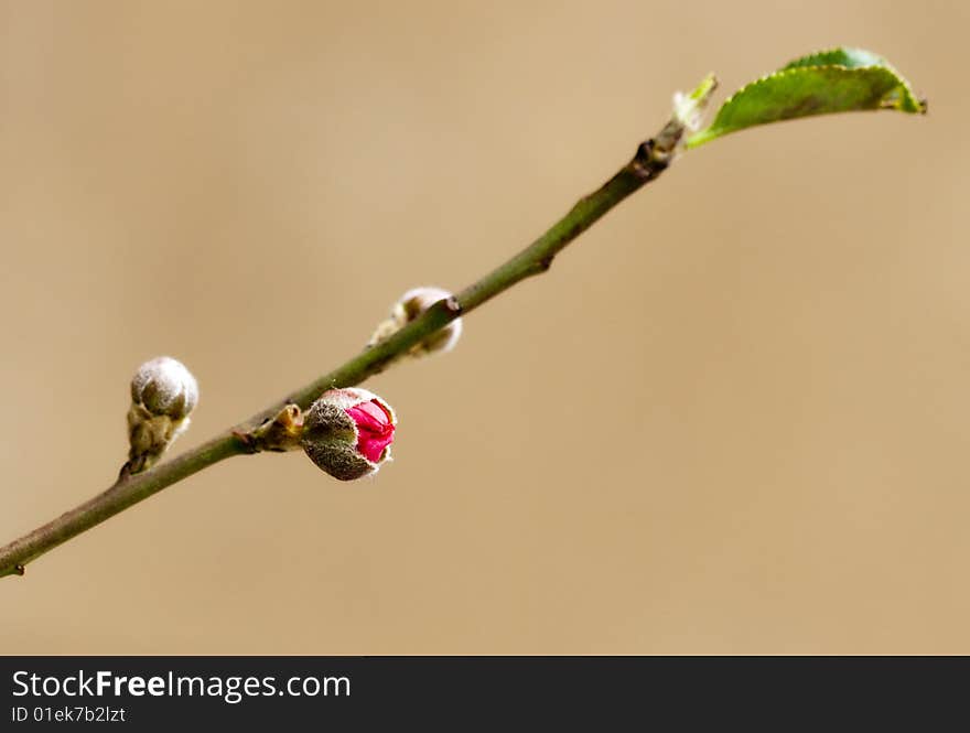 One beautiful bloom peach flower