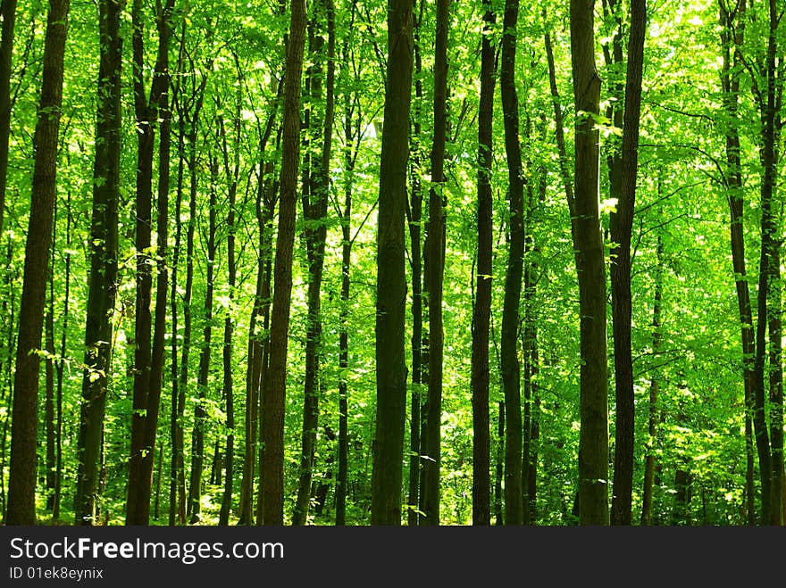 Trees in a green forest in spring