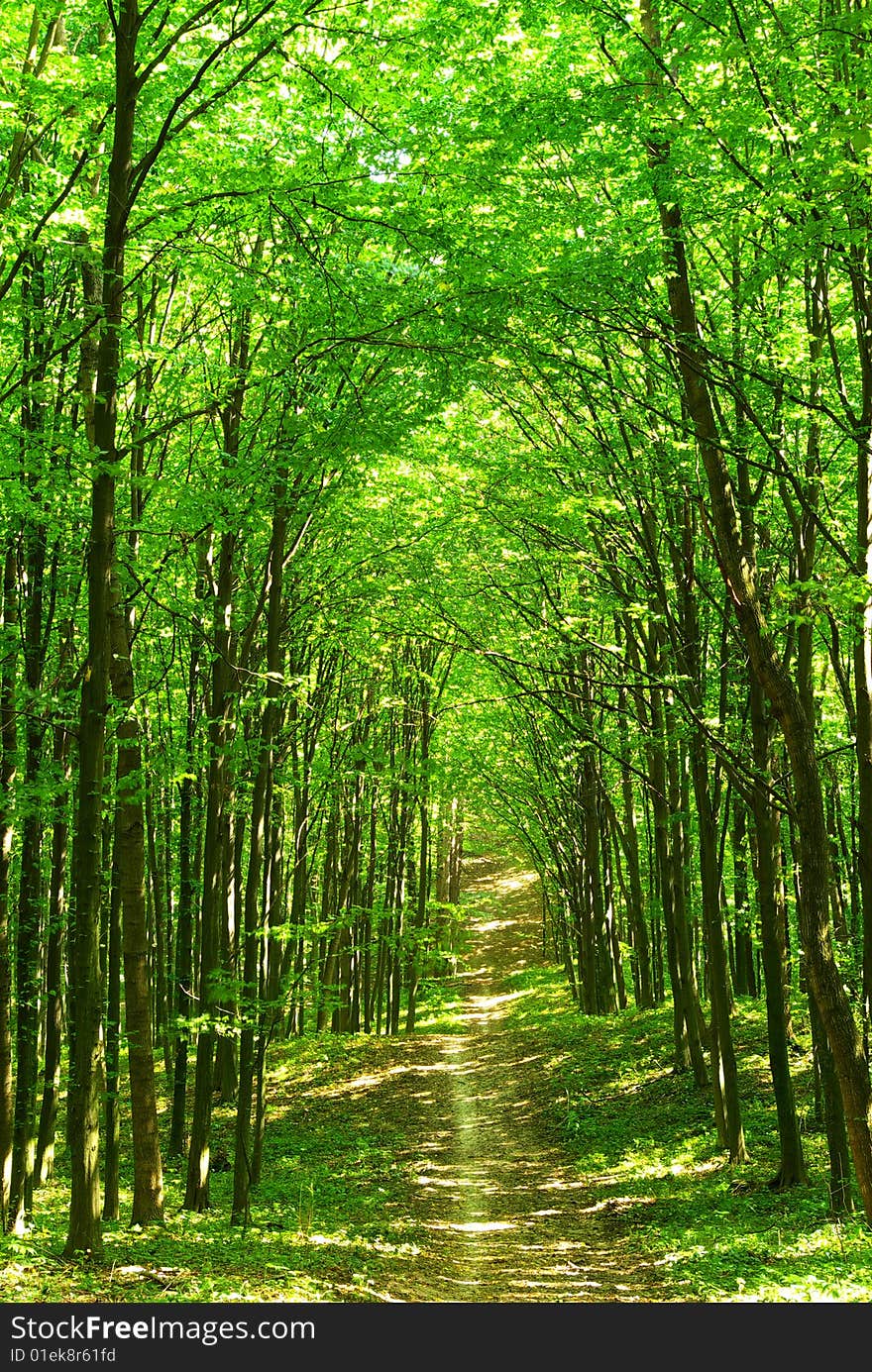 Path in summer green forest