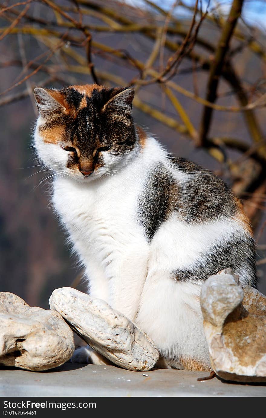 Cat on a fence of a village house. Cat on a fence of a village house.