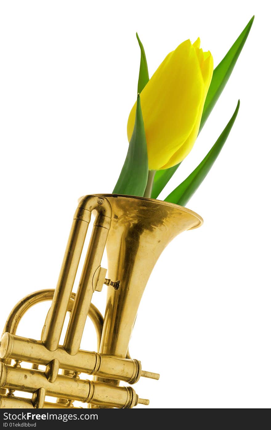 Yellow tulip in gold trumpet vintage isolated with path white background. Yellow tulip in gold trumpet vintage isolated with path white background