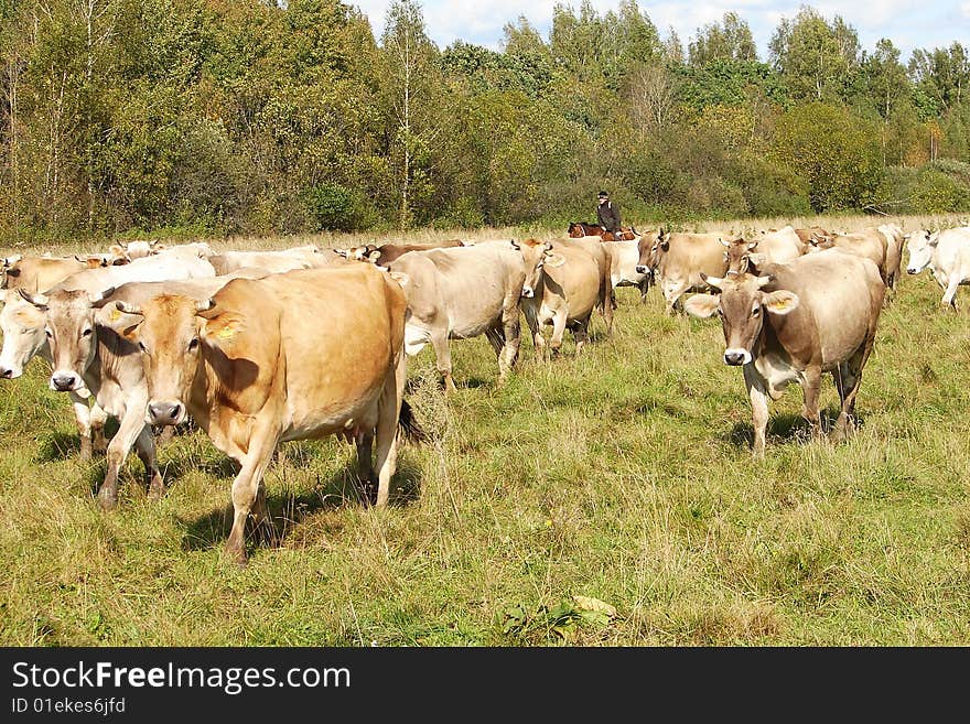 Herd of cows