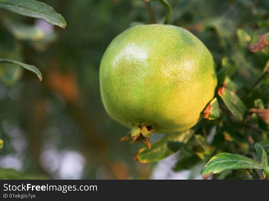 Green pomegranate on the tree