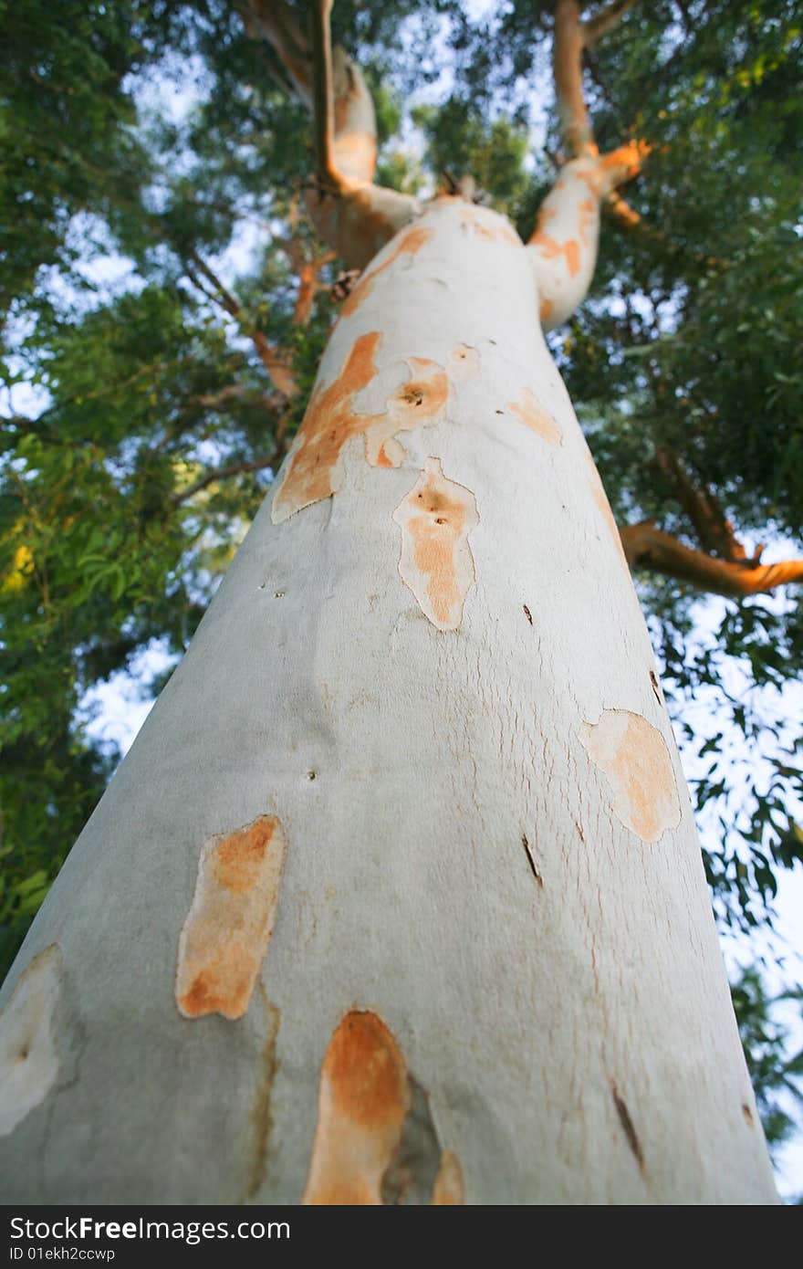 Huge tree in the forest