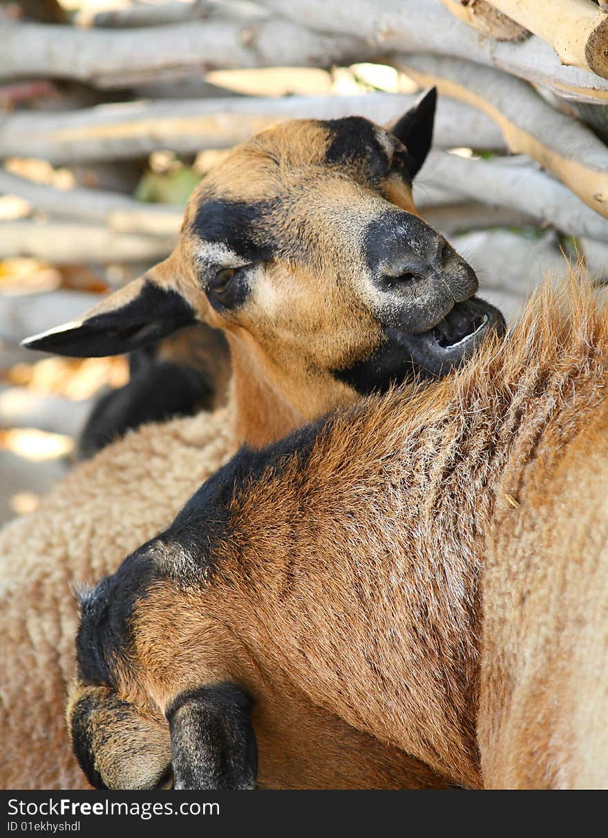 Close up of the brown goat