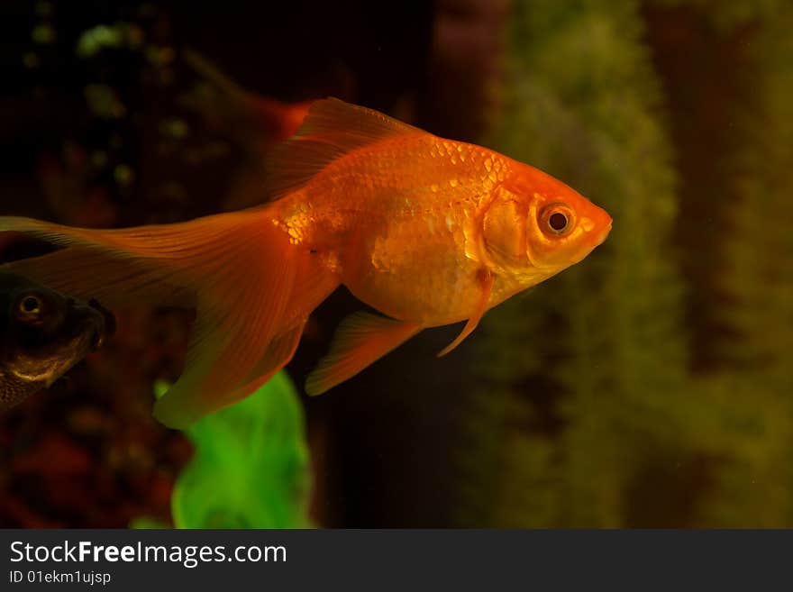 Gold small fish in an aquarium