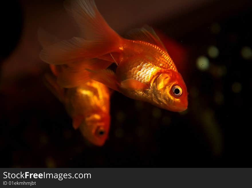 Gold small fish in an aquarium