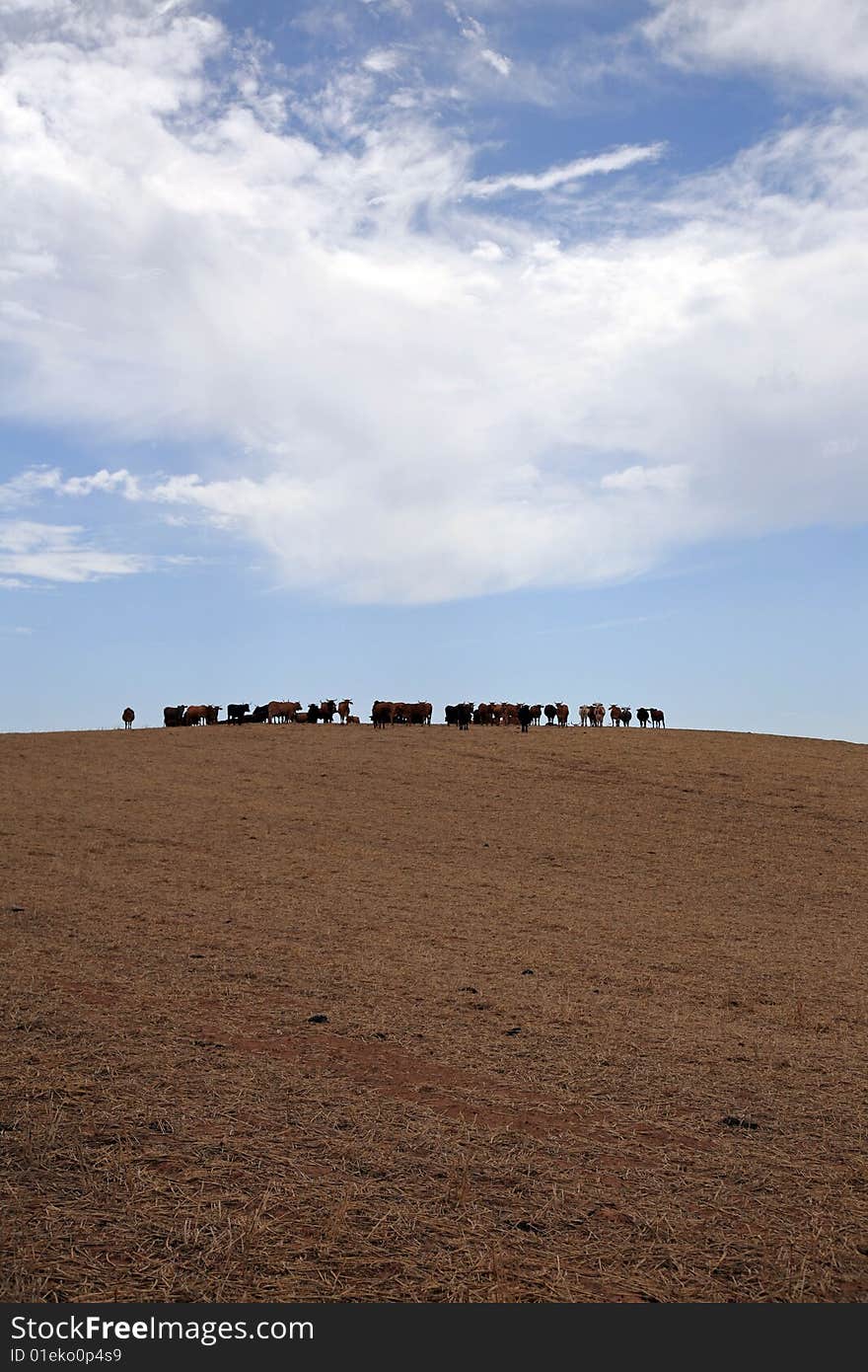 Cow flock