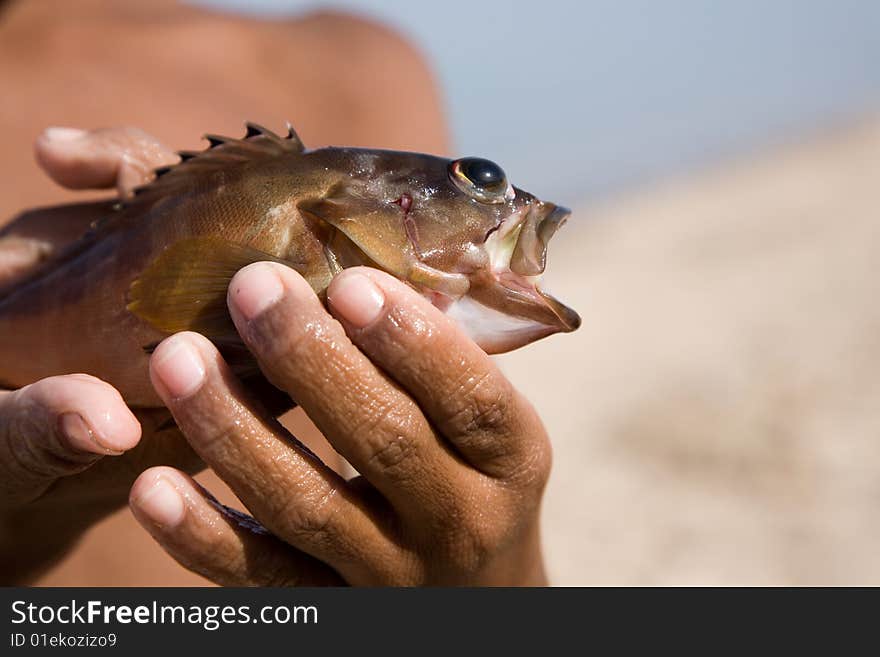 Boy is holding by wet hands fish just catch in the ocean. Boy is holding by wet hands fish just catch in the ocean.