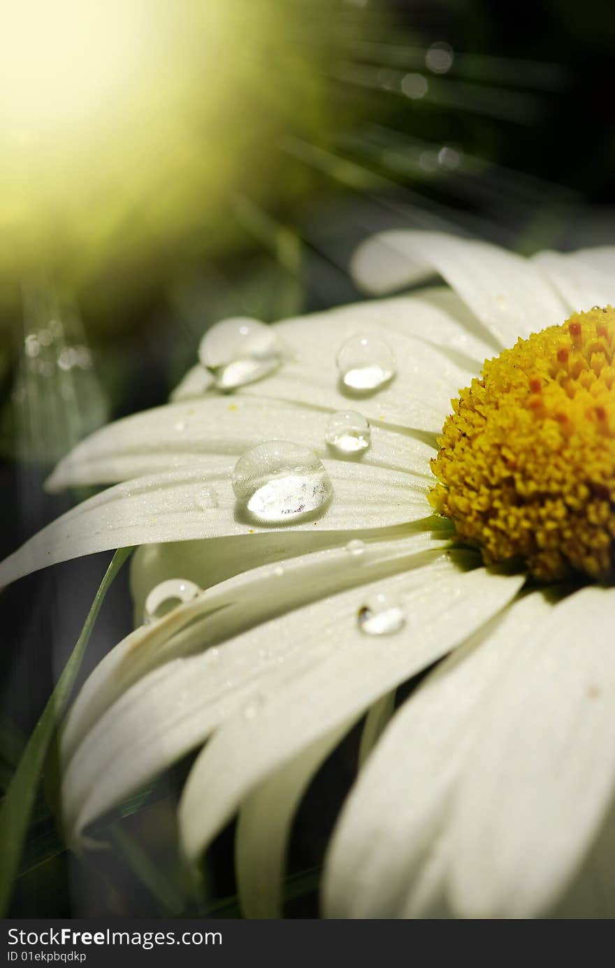 Closeup of a common daisy. Closeup of a common daisy