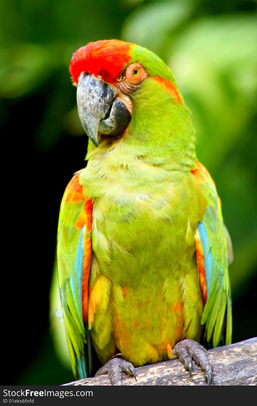 Beautiful Colorful Green Parrot