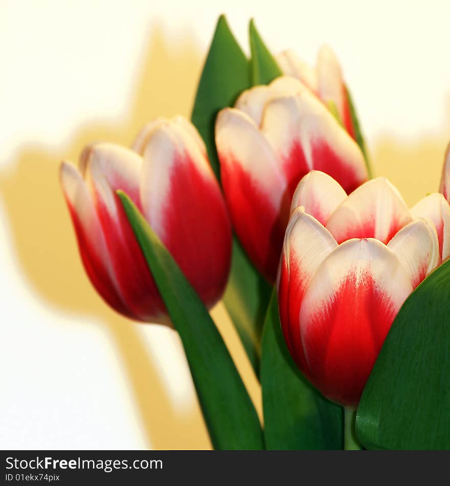 A beautiful red and white tulip bouquet