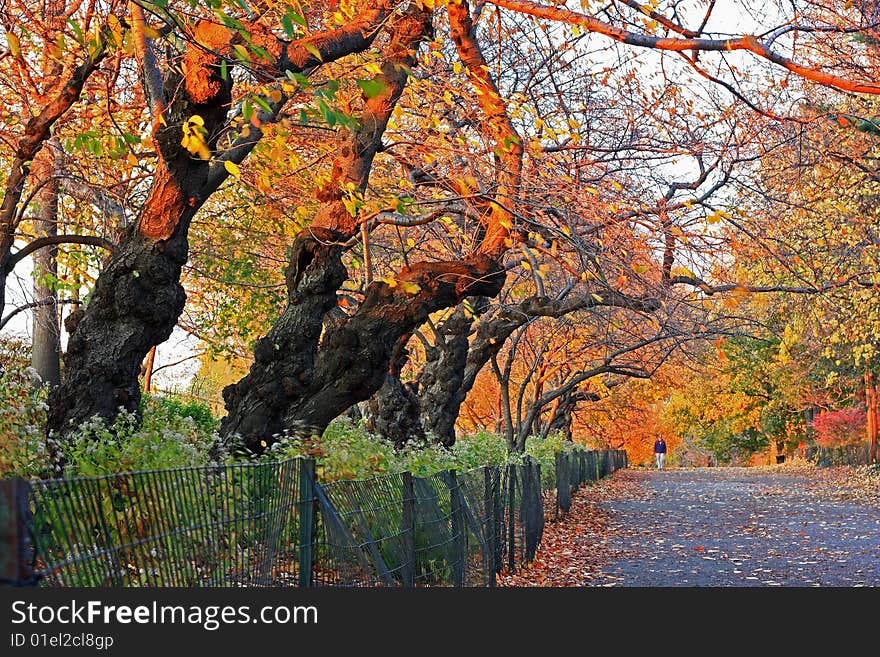 This is an image of a lovely fall evening.A man is peacefully strolling in the background. This is an image of a lovely fall evening.A man is peacefully strolling in the background.