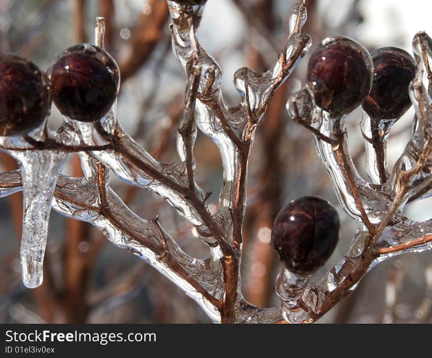 I shot this during an ice storm. I shot this during an ice storm