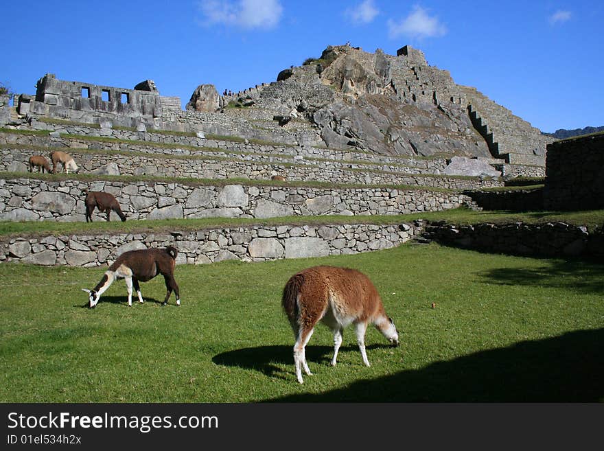 Machu picchu - lamas near pyramid (peru)