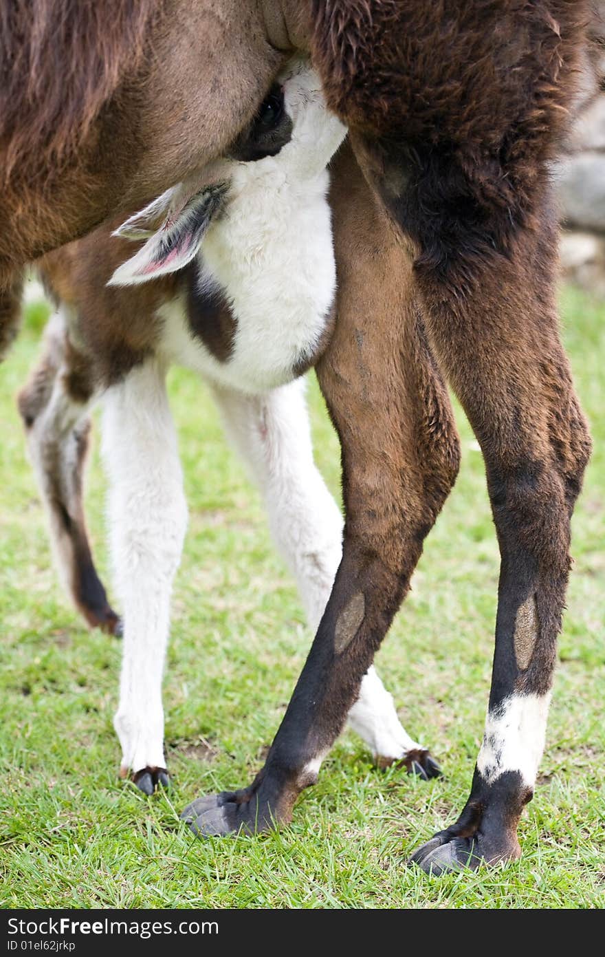 Machu Picchu Llamas