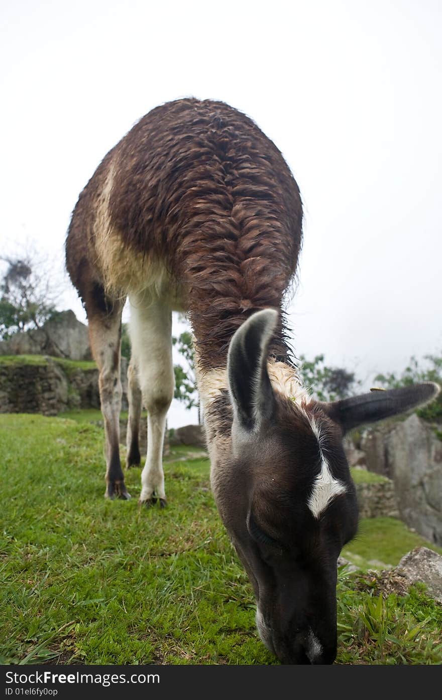 Machu Picchu is a pre-Columbian Inca site located 2,430 metres (8,000 ft) above sea level. It is situated on a mountain ridge above the Urubamba Valley in Peru, which is 80 kilometres (50 mi) northwest of Cusco and through which the Urubamba River flows. The river is a partially navigable headwater of the Amazon River. Machu Picchu is a pre-Columbian Inca site located 2,430 metres (8,000 ft) above sea level. It is situated on a mountain ridge above the Urubamba Valley in Peru, which is 80 kilometres (50 mi) northwest of Cusco and through which the Urubamba River flows. The river is a partially navigable headwater of the Amazon River.