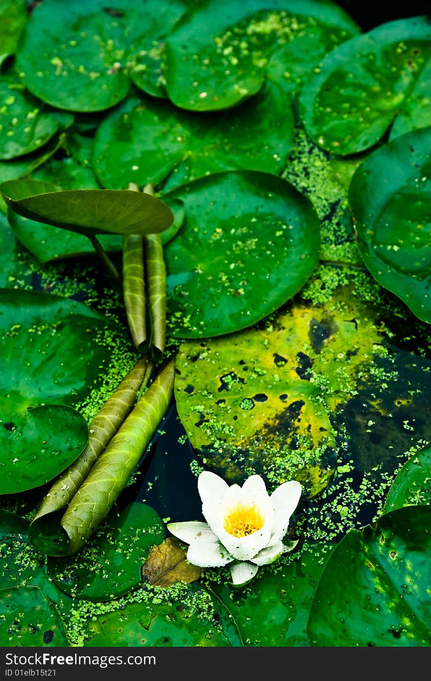 Photo of a white lotus on water.