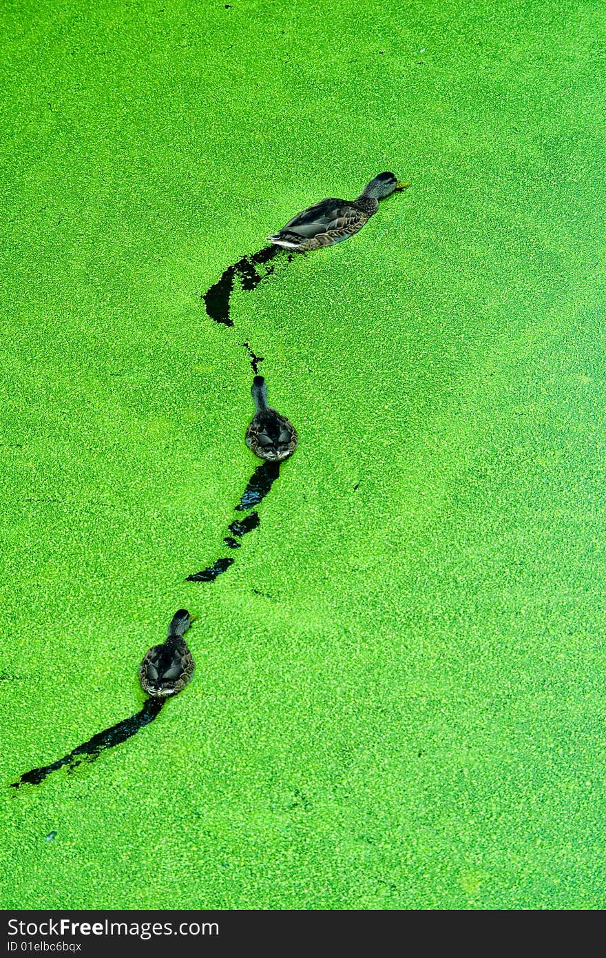 Three wild ducks feeding on the green plants on the surface of a lake.