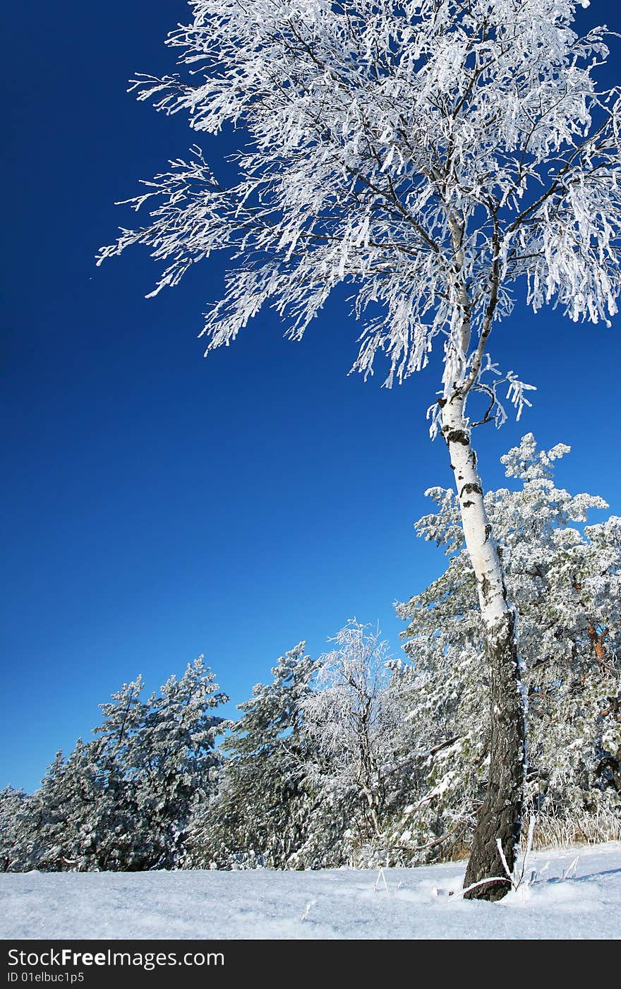 A birch is in a hoarfrost. A birch is in a hoarfrost