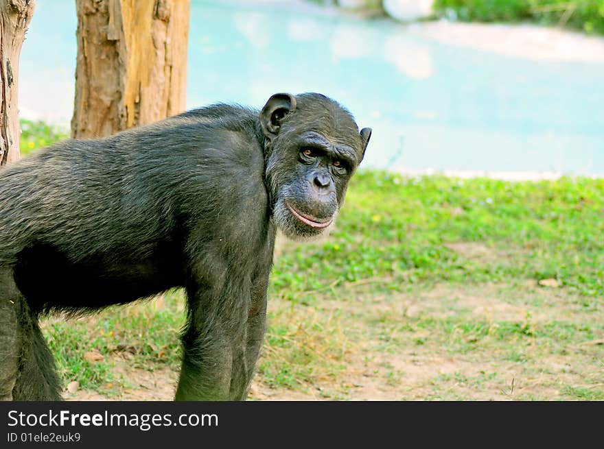 Chimpanzee