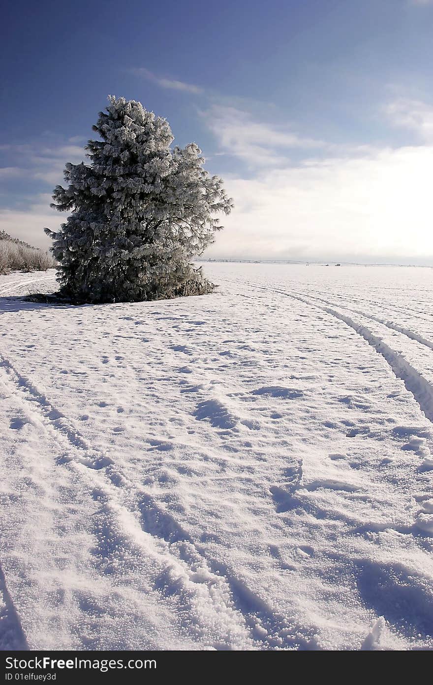 A frost covered tree in a snow covered field. A frost covered tree in a snow covered field.