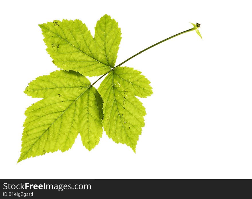 Leaf on white