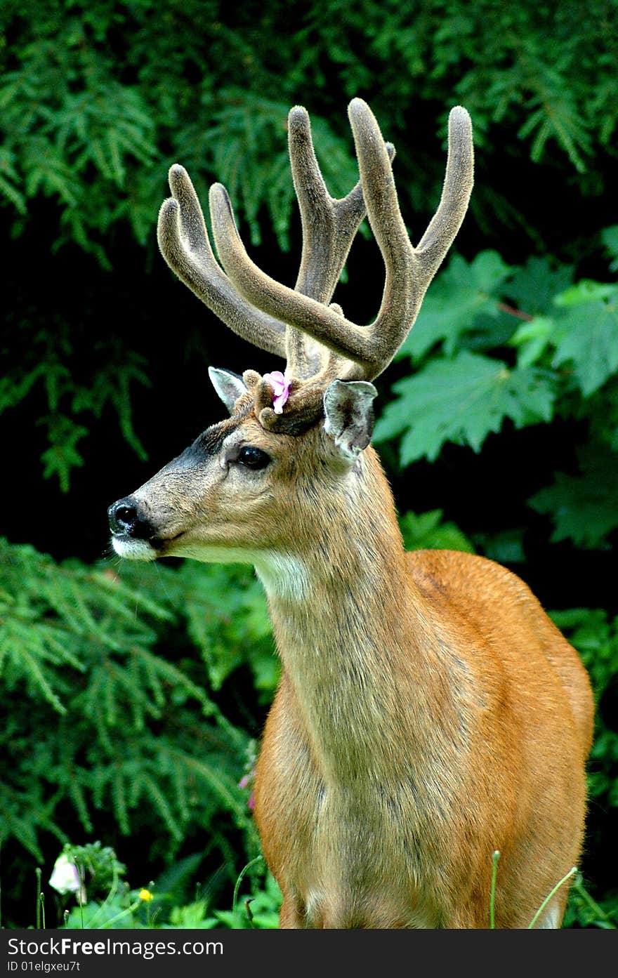 Black tail Deer Buck with flower on antler