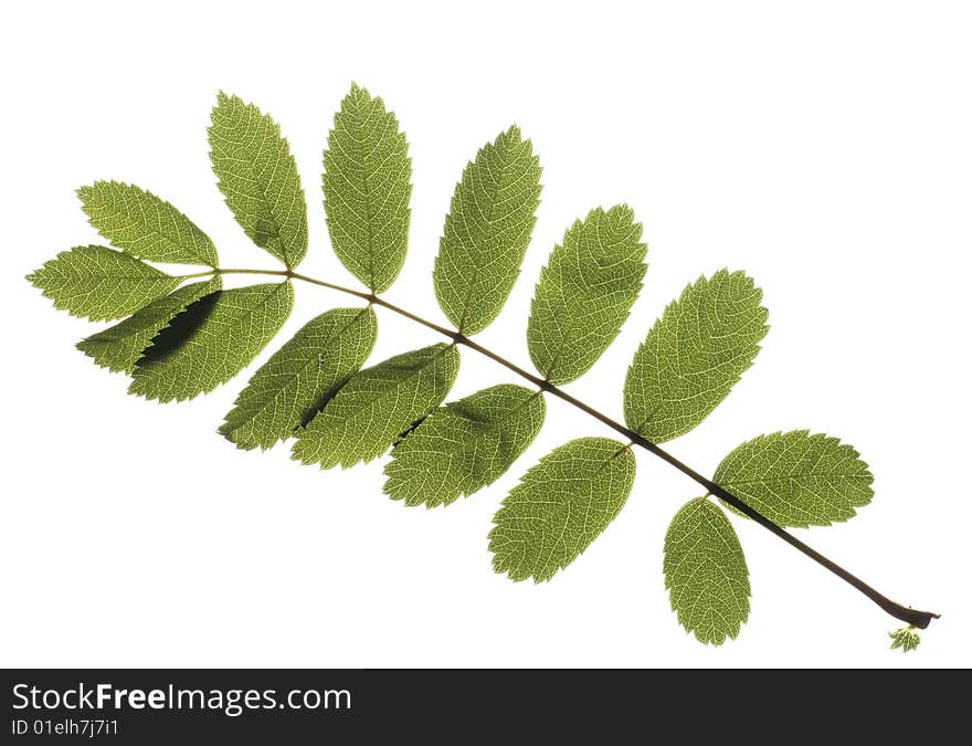 Leaf on white