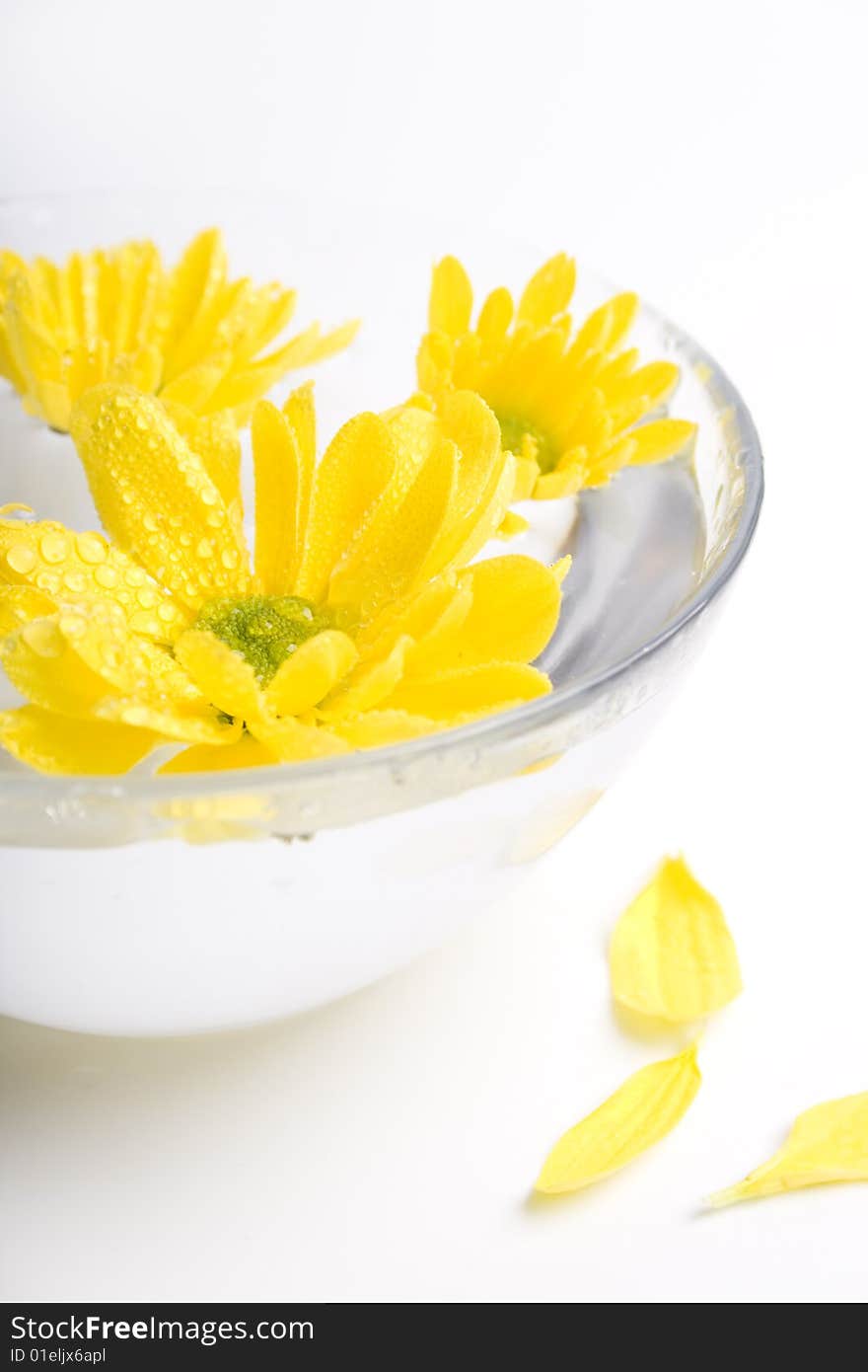 Yellow flowers close up floating in water