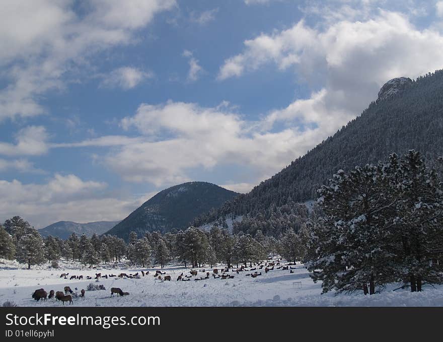 North American Elk (wapiti) her grazing on a winter mountainside in Colorado's Rocky Mountains. North American Elk (wapiti) her grazing on a winter mountainside in Colorado's Rocky Mountains.