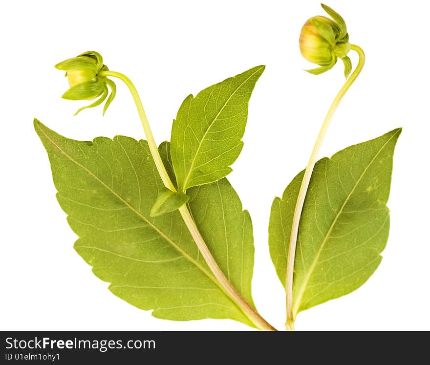 Plant isolated on white background.