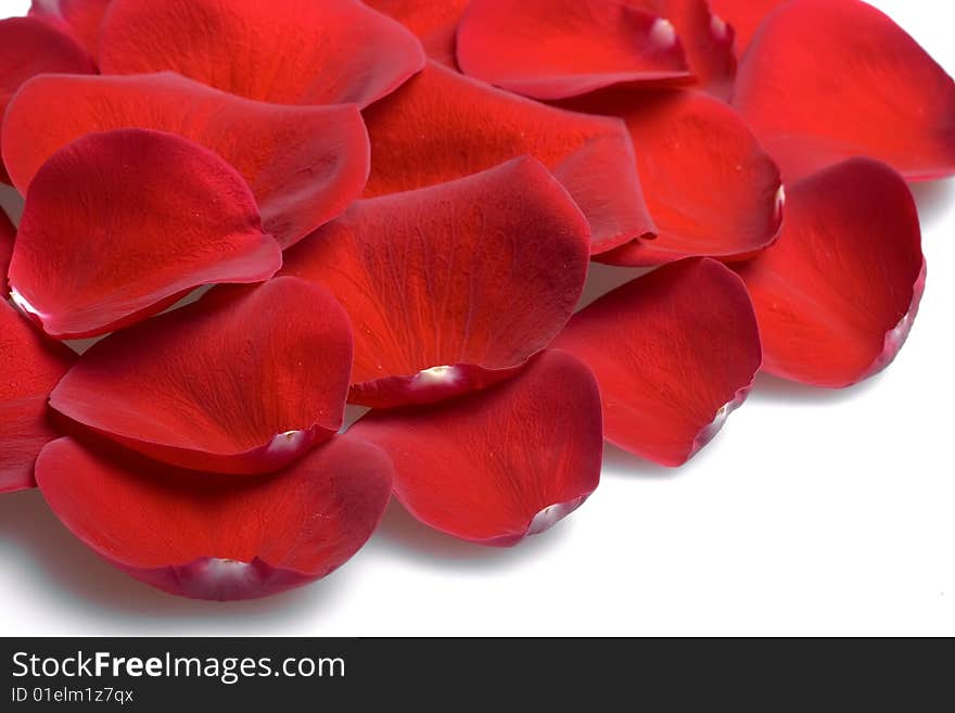 Red rose petals isolated on white background