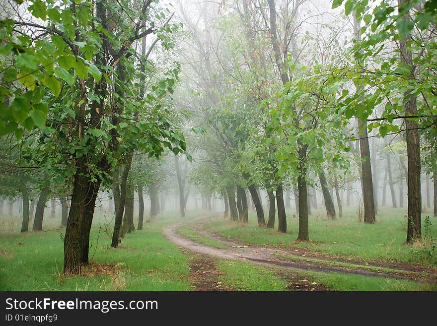 Morning forest and mist landscape