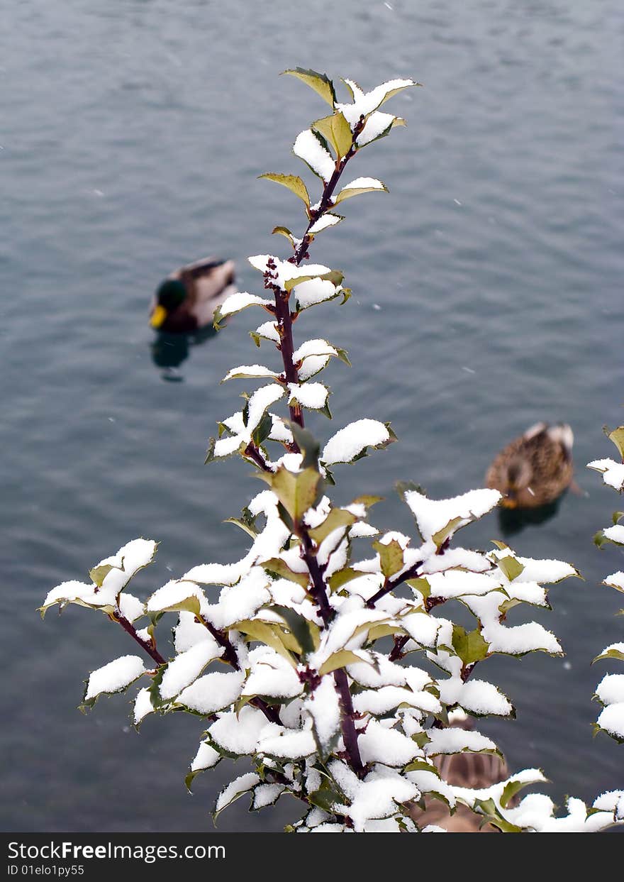 Snow sits on the leaves of a plant at a pond. Mallard ducks swim in the background. Snow sits on the leaves of a plant at a pond. Mallard ducks swim in the background.