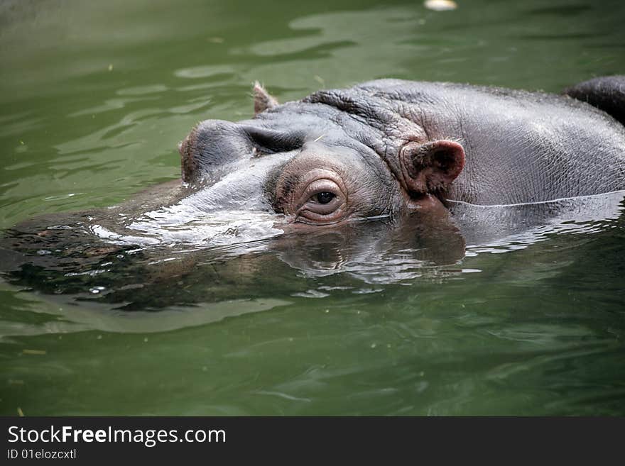 Hippopotamus