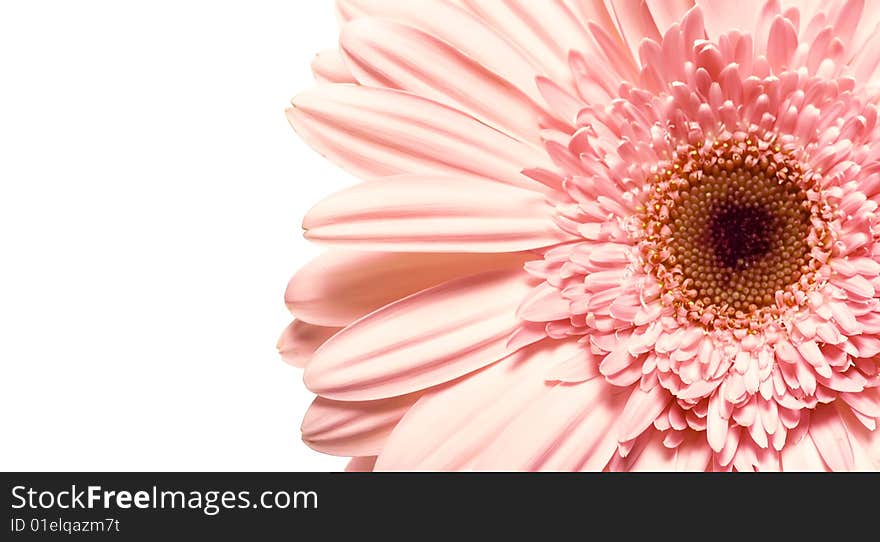 Beautiful daisy flower on white.