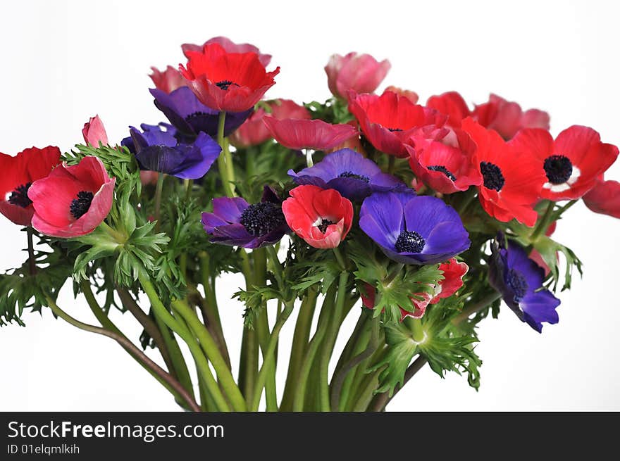 Isolated Anemone Bouquet with red and purple flowers