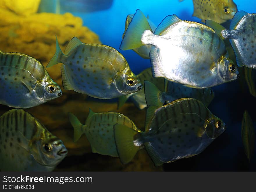 The colorful fishes in aquarium