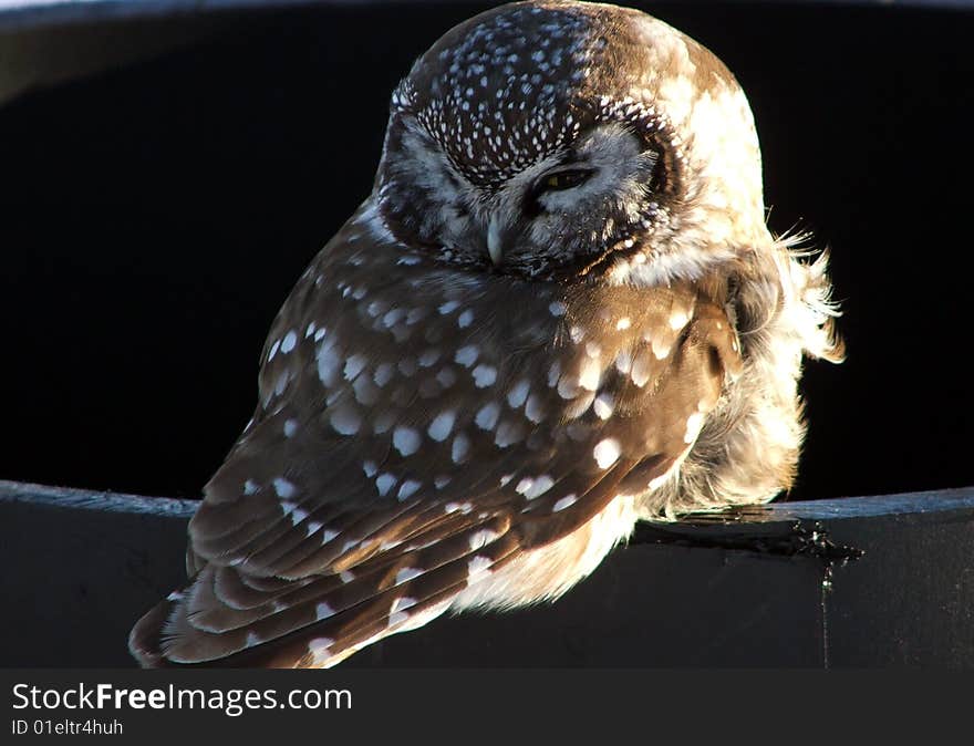 Owlet In Quebec,Canada