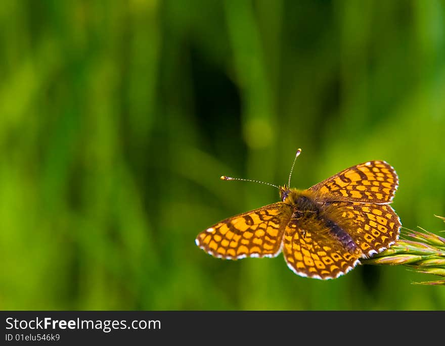 Orange butterfly on green background