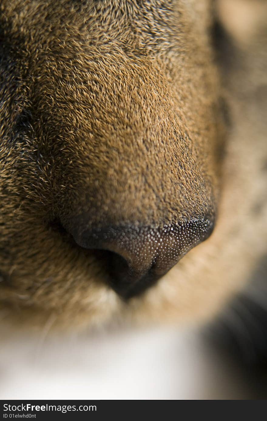 Closeup of cat's nose. Closeup of cat's nose.