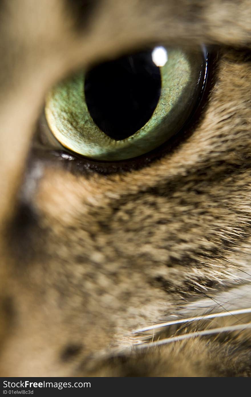 Closeup detail of a cats eye. Closeup detail of a cats eye.