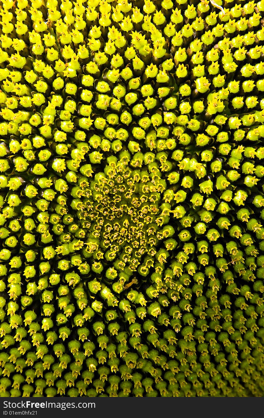 Close up of a sunflower