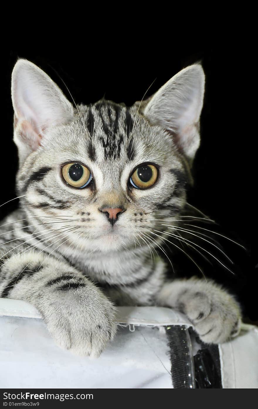 One cat on the black background