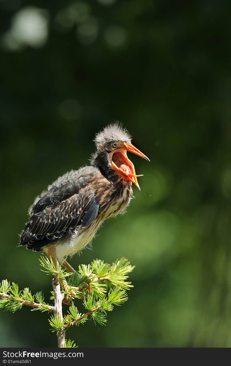 Green heron chick yawning.