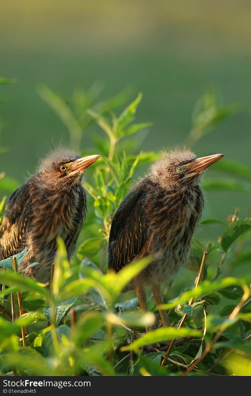 Green heron chicks sitting in bush