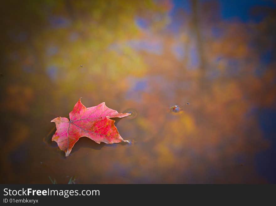 Leaf on water with reflection of autumn foliage